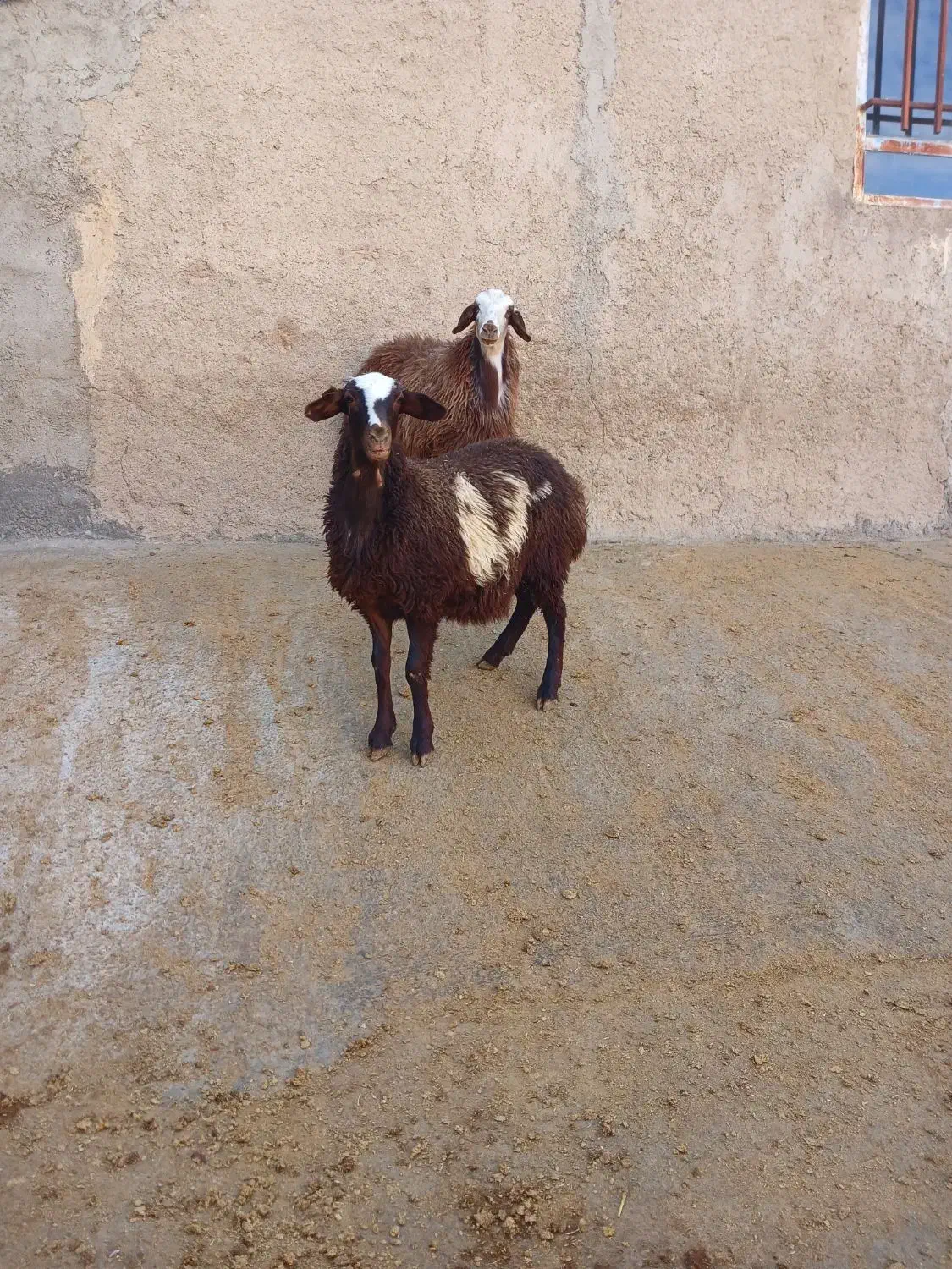 فروش دو راس بره ماده درجه یک|حیوانات مزرعه|قلقل رود, |دیوار