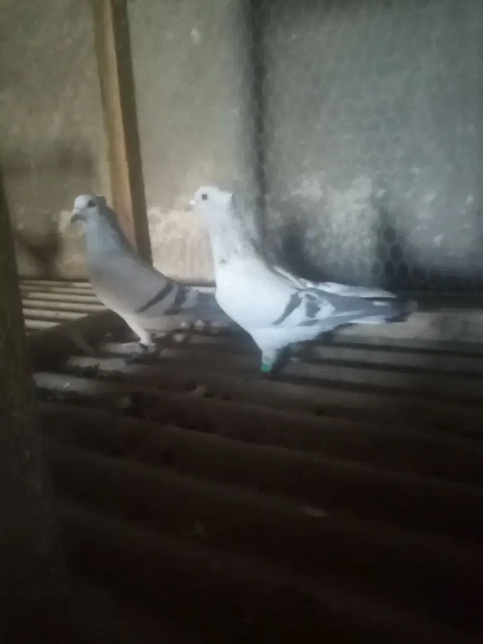 نروماده سبز خطی کاکلی|پرنده|تربتحیدریه, حاجی یار|دیوار