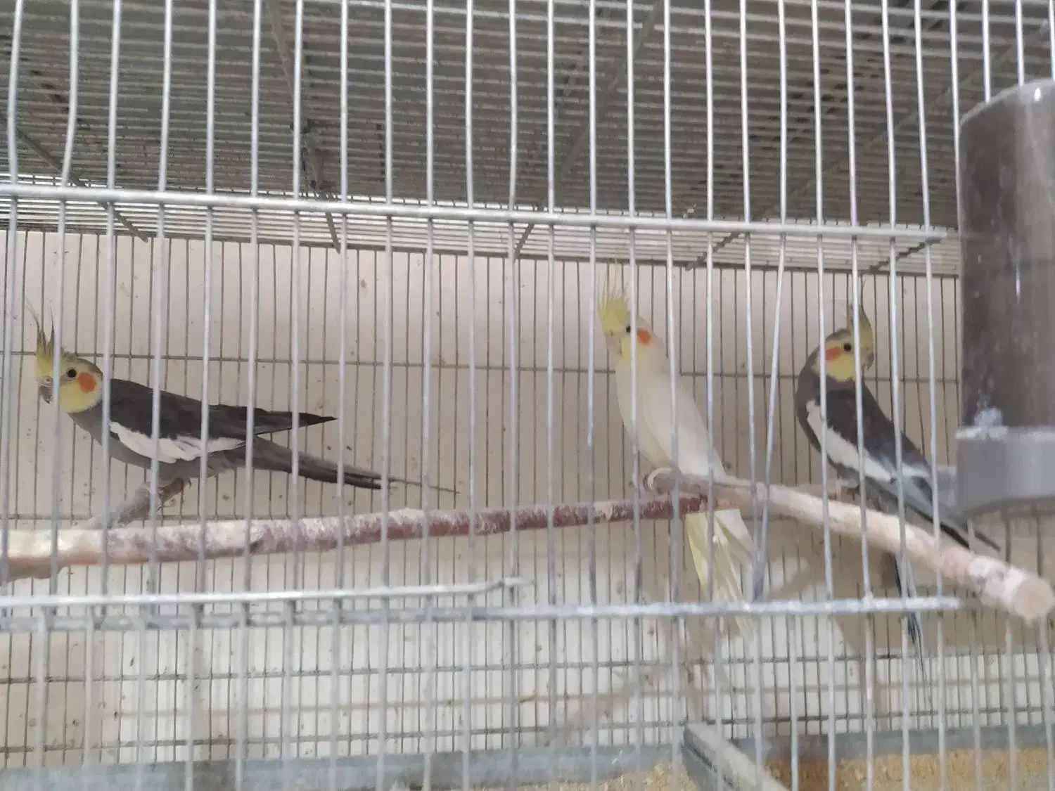 عروس هلندی|پرنده|تبریز, |دیوار