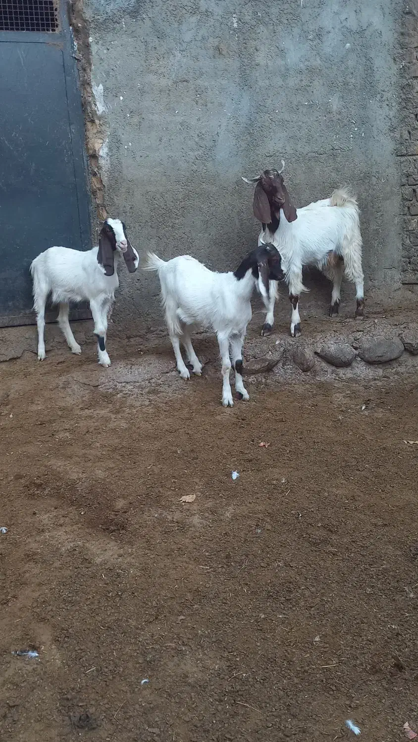 بزغاله نر ماده|حیوانات مزرعه|بروجرد, |دیوار