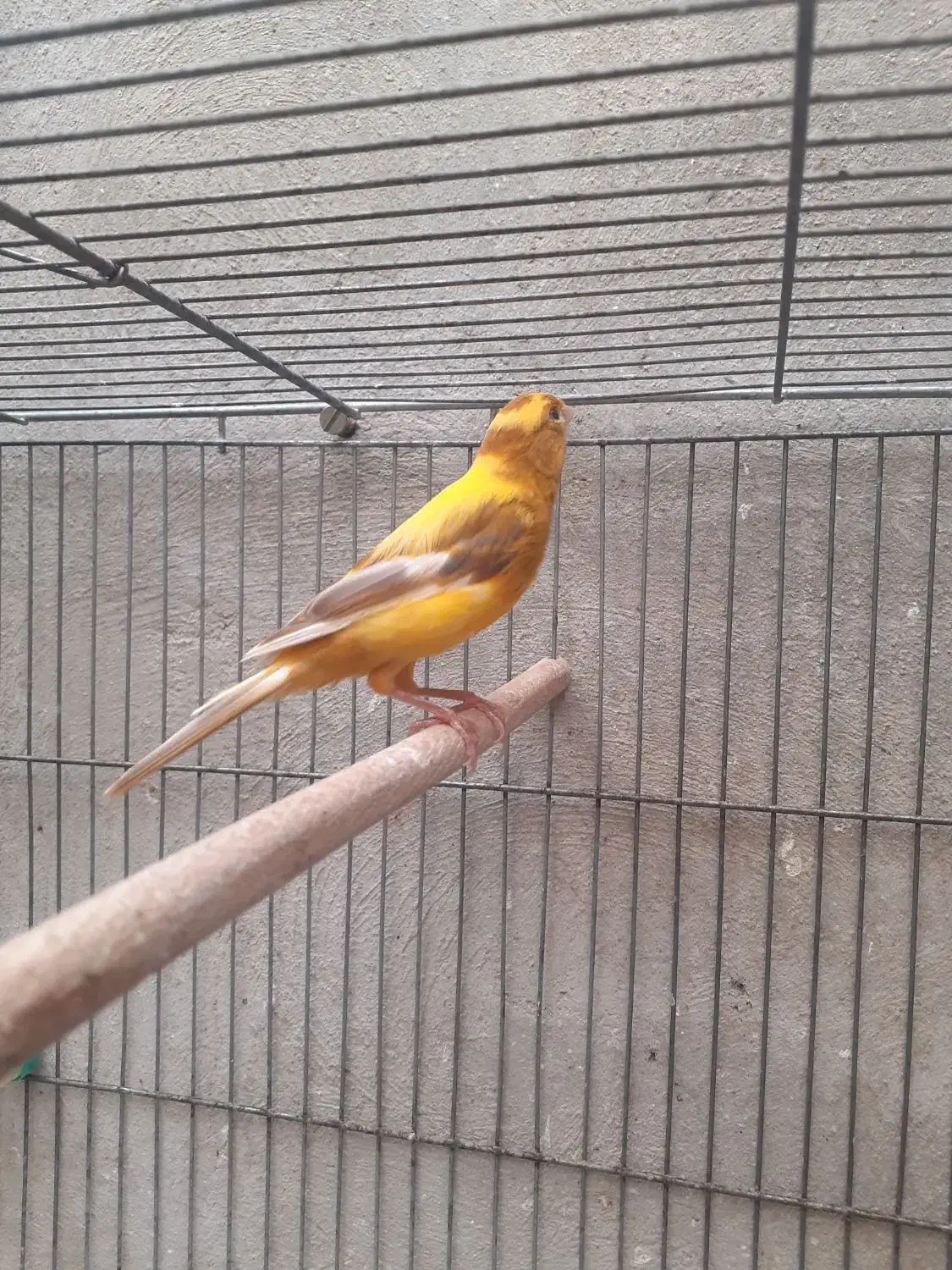 قناری نر|پرنده|کرمان, |دیوار