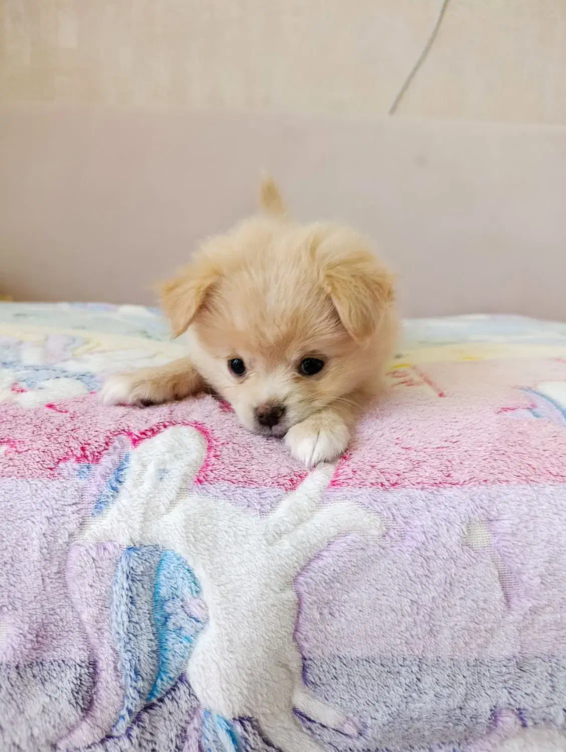 شیتزو پامر|سگ|صدرا-فارس, فاز ۱|دیوار