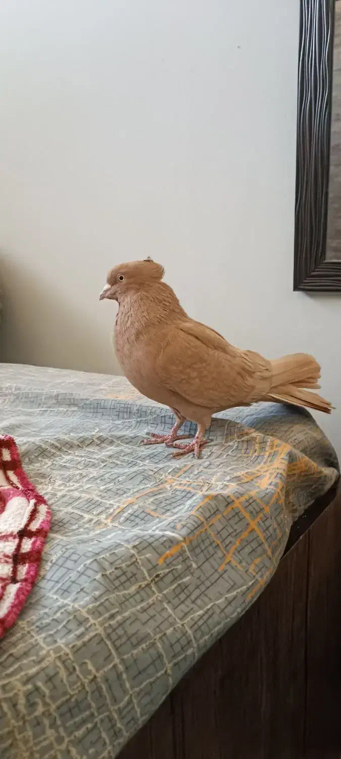 کبوتر زرد کاکولی نر|پرنده|شیراز, آبیاری|دیوار