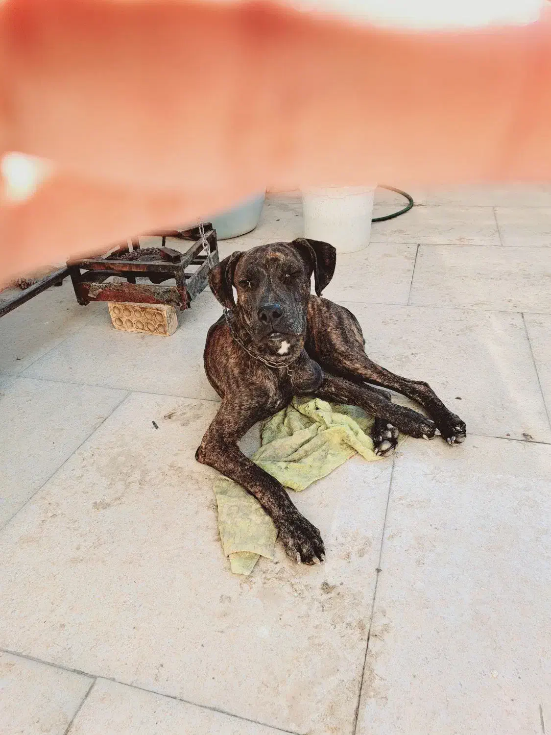 سگ پیتپول واگزاری|سگ|آبادان, |دیوار