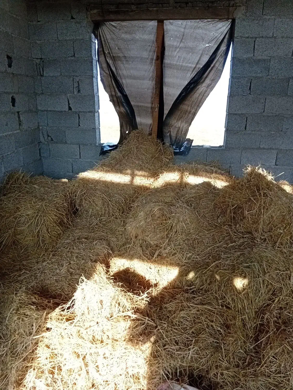 دام|لوازم جانبی حیوانات|رشت, معلولین|دیوار