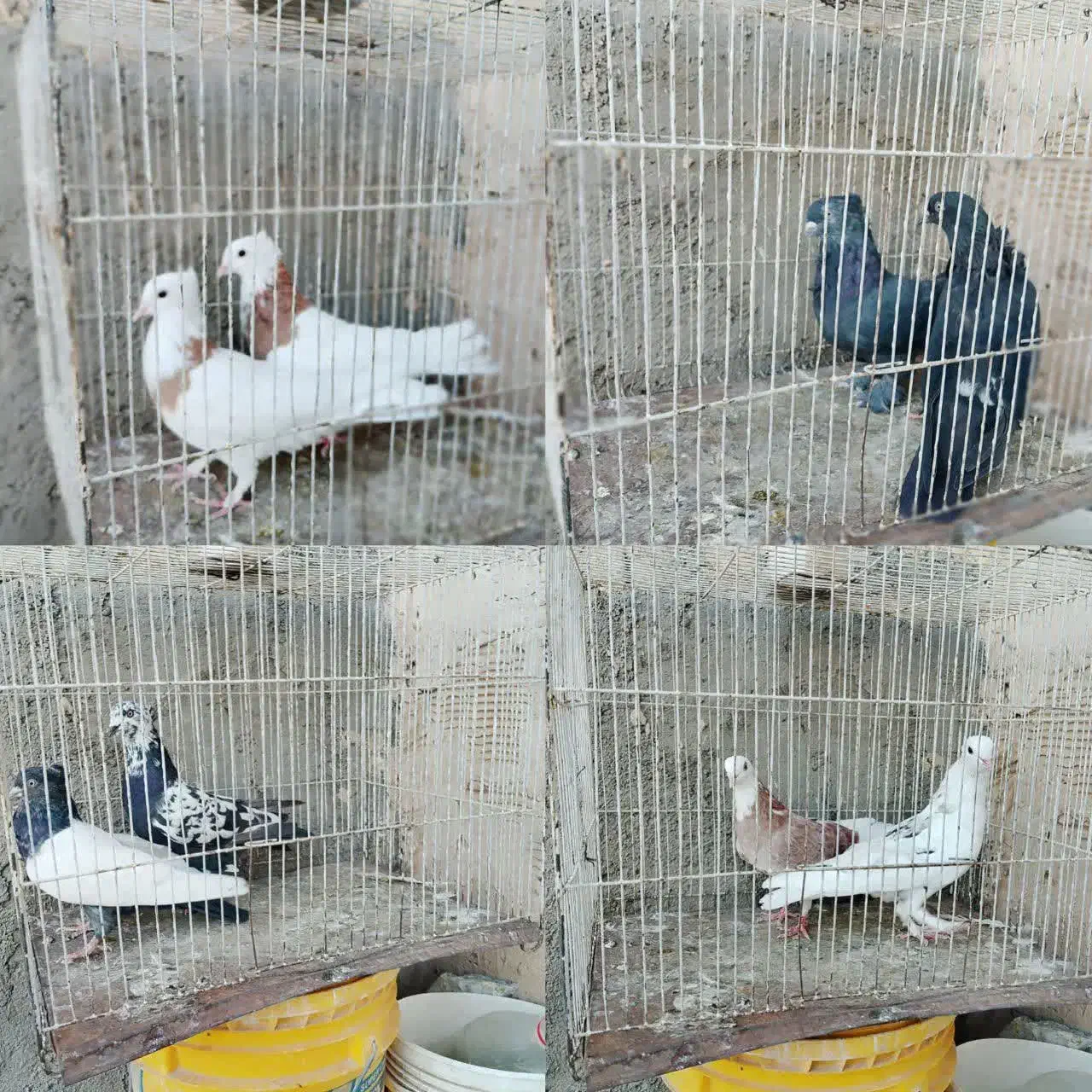 کبوتر|پرنده|قم, کلهری|دیوار