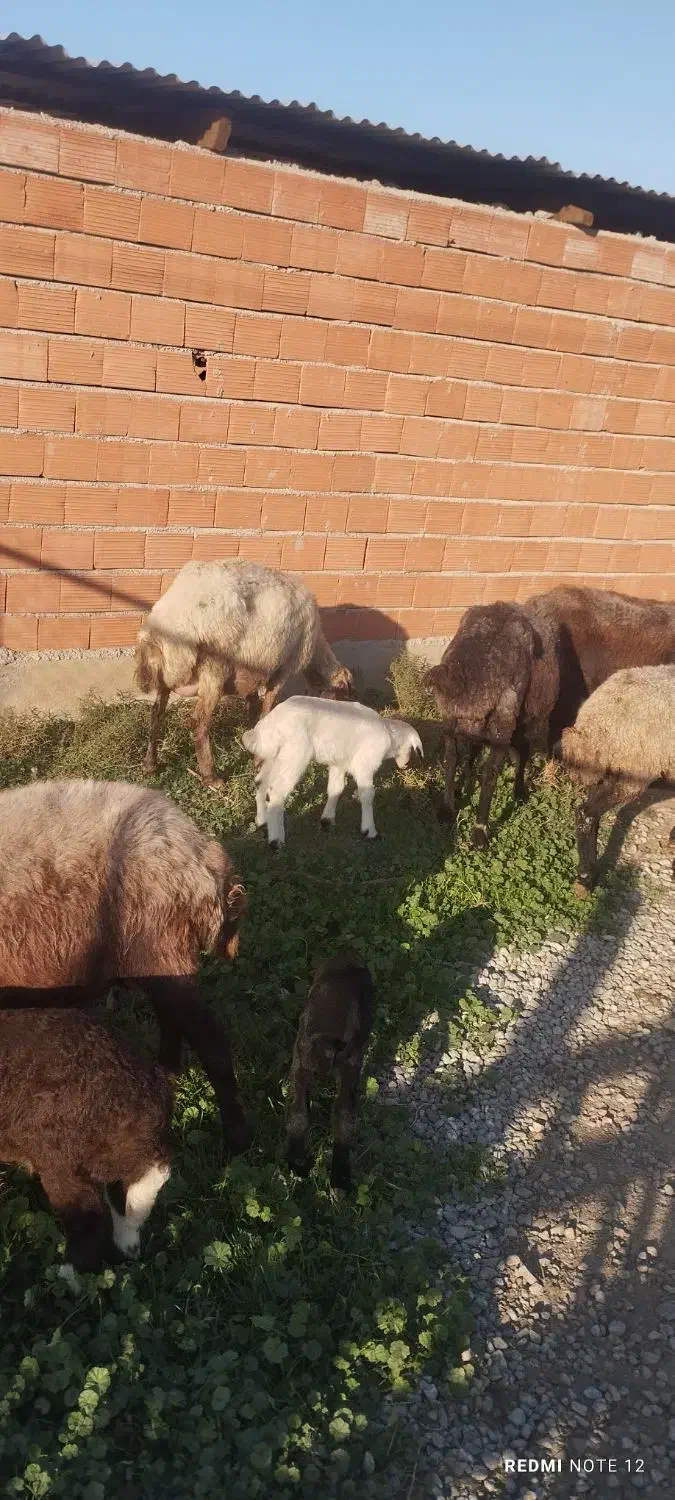 گوسفند|حیوانات مزرعه|سیمین شهر, |دیوار