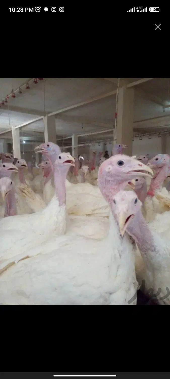 بوقلمون زنده تنظیم بازار|حیوانات مزرعه|بیرجند, |دیوار