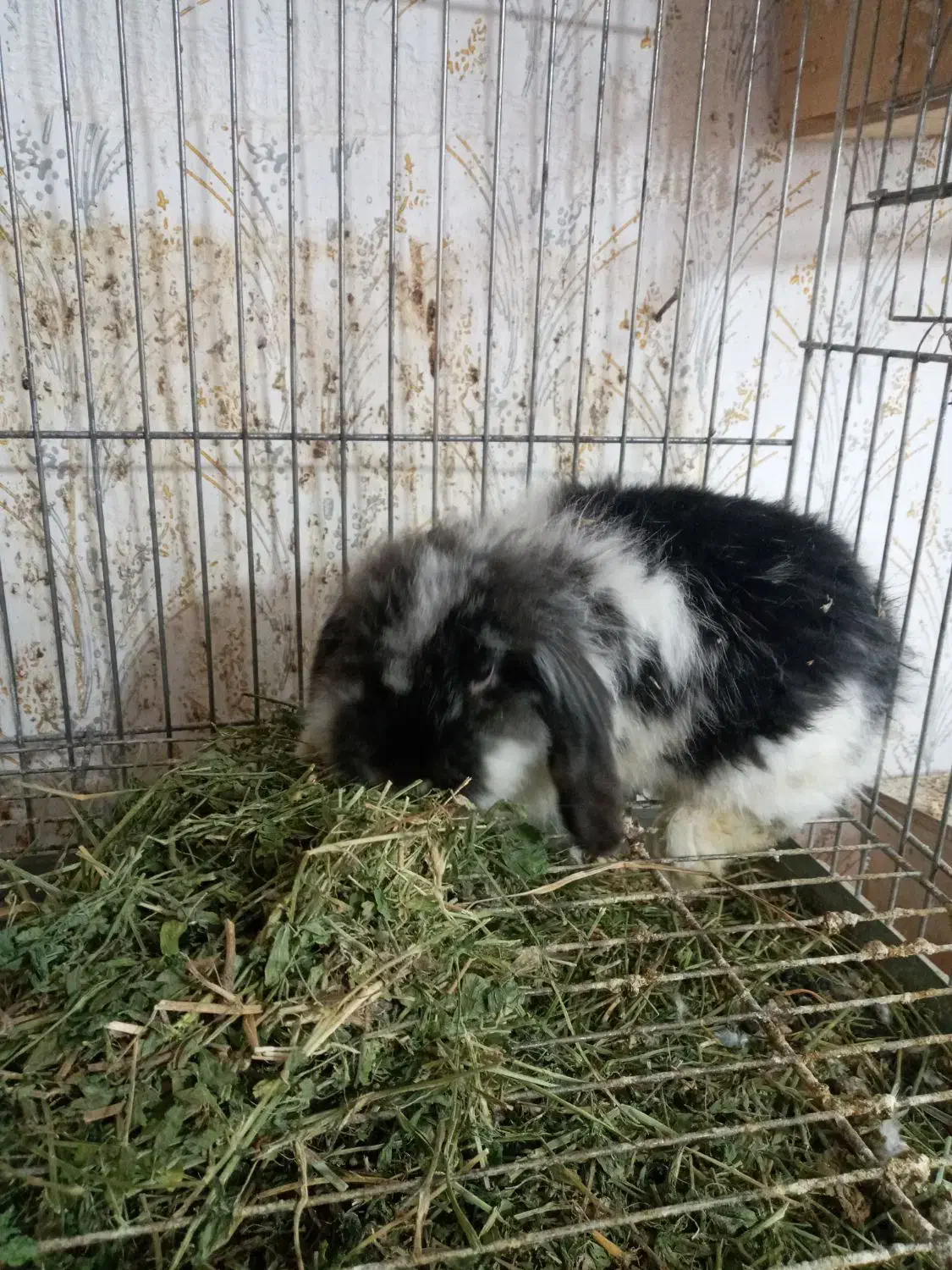 خرگوش لوپ|موش و خرگوش|رشت, علی آباد|دیوار