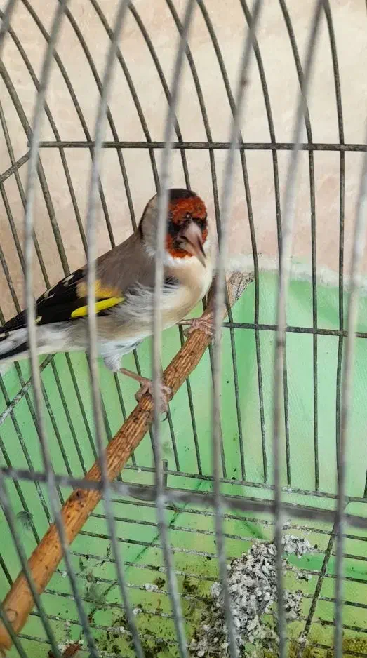 سهره قاری وحش|پرنده|شیراز, احمدآباد|دیوار