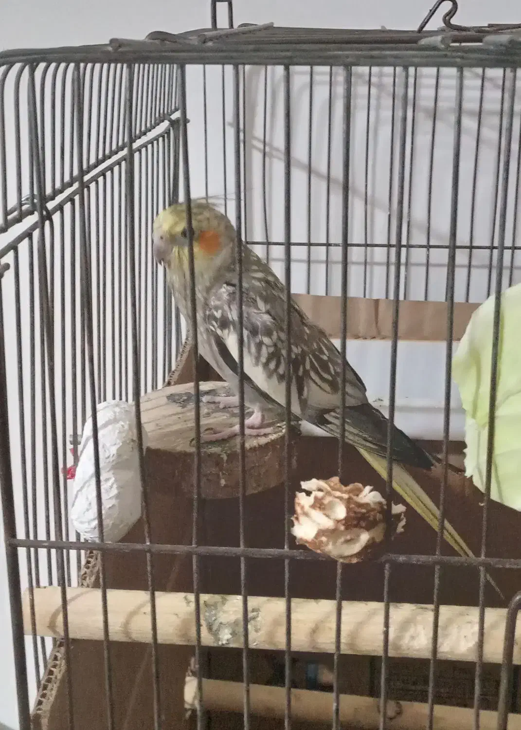 طوطی عروس مرواریدی|پرنده|آمل, |دیوار