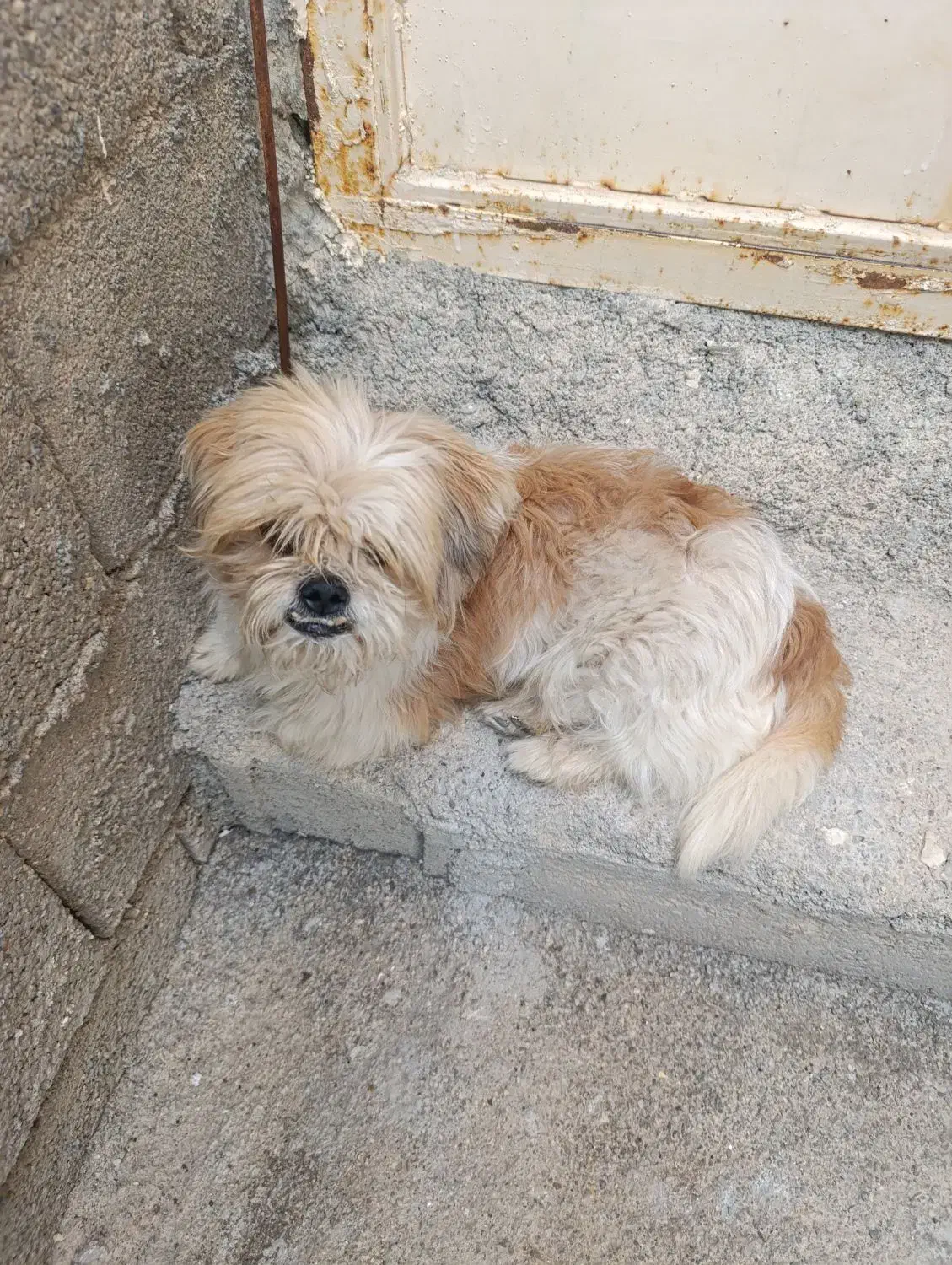 سگ ...|سگ|بندر کنگان, |دیوار