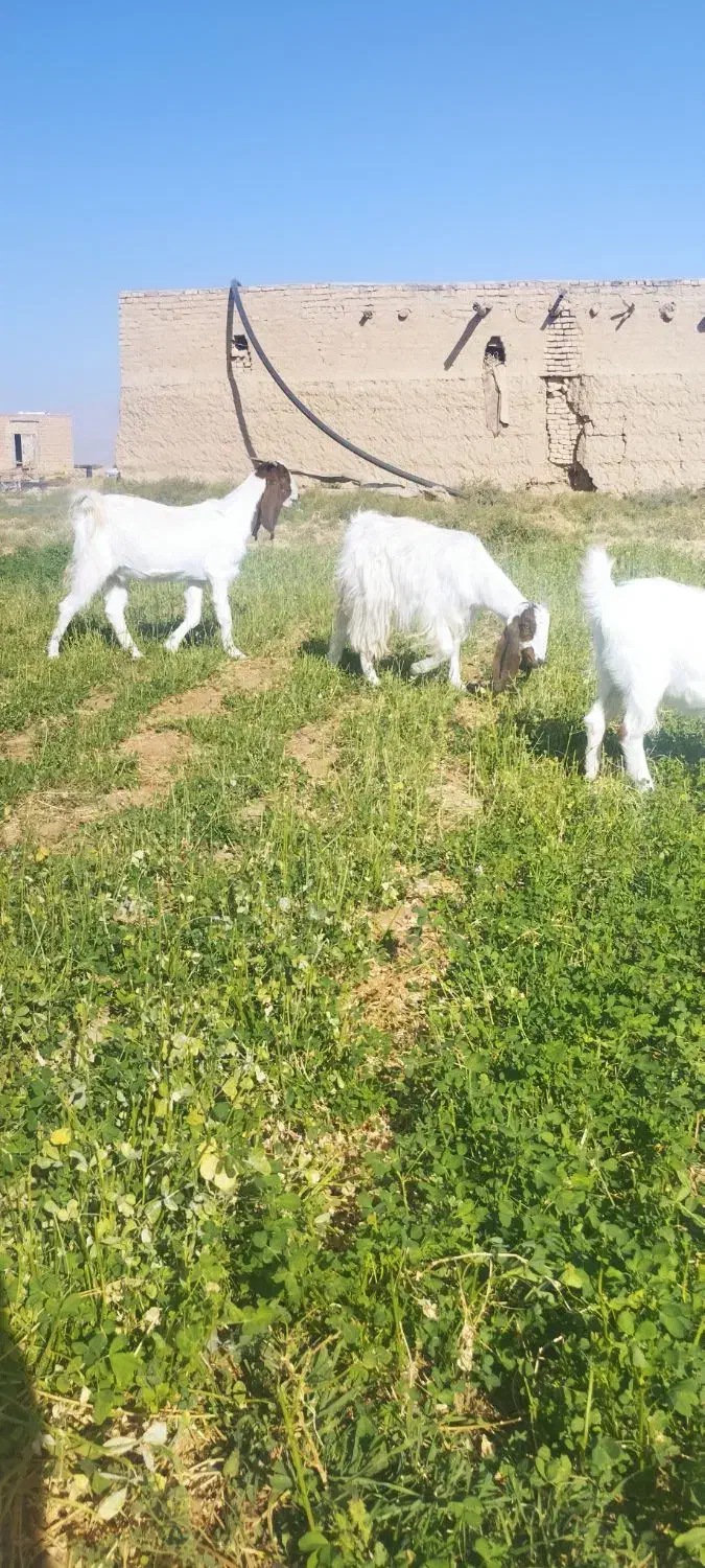 بز و بزغاله پاکستانی|حیوانات مزرعه|امیرآباد, |دیوار