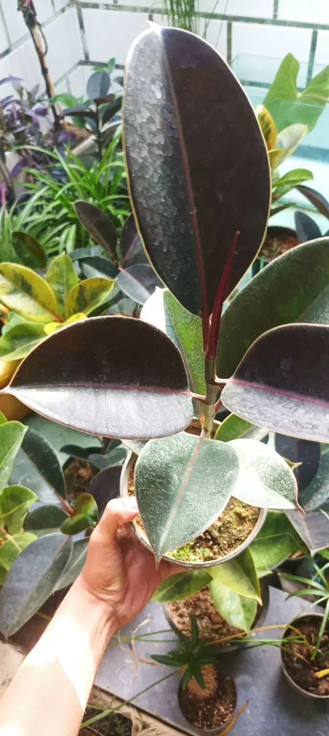 حراجفیکوس|گل و گیاه طبیعی|اسلامآباد غرب, |دیوار