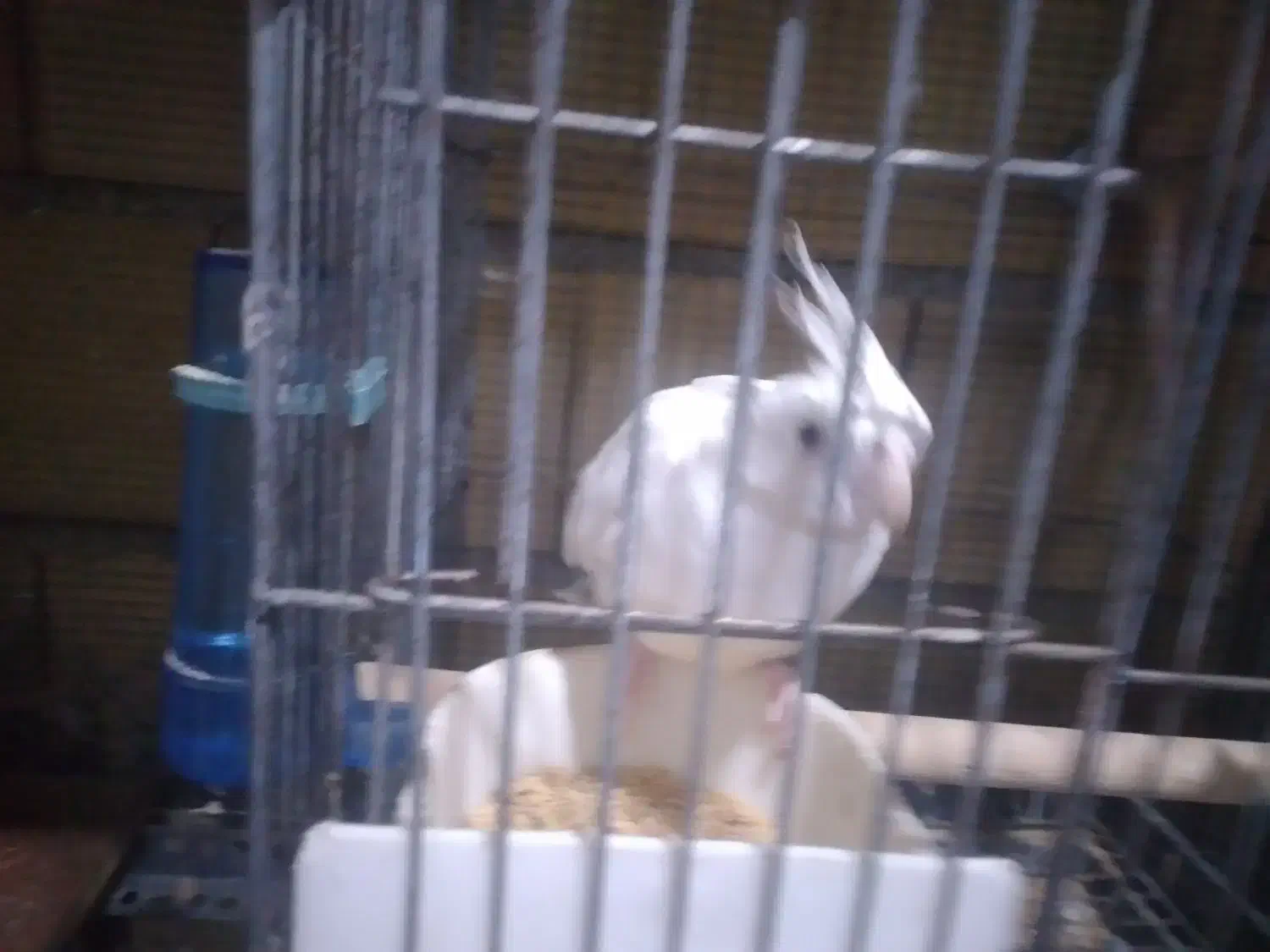 عروس هلندی آلبینو فروش و معاوضه|پرنده|کرج, خرمدشت|دیوار