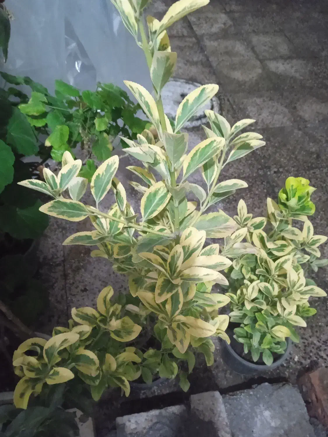 فروش انواع گل|گل و گیاه طبیعی|رشت, حومه رشت|دیوار