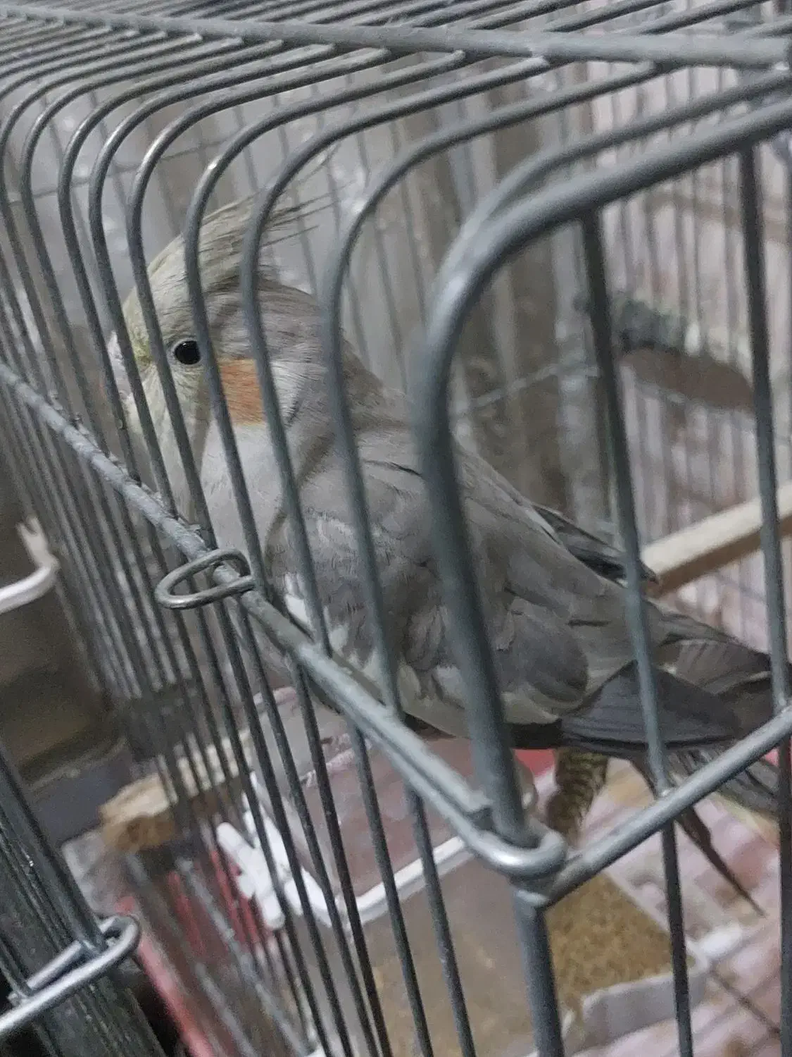 عروس هلندی|پرنده|ورامین, خیر آباد|دیوار