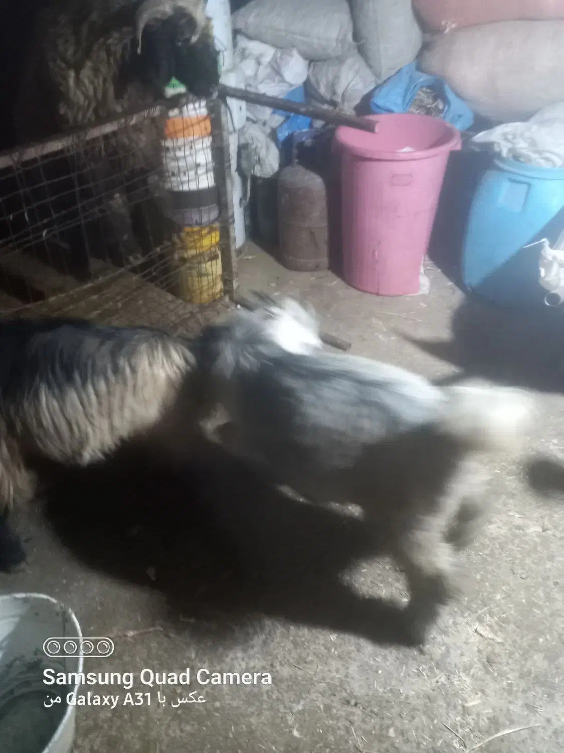 ۲عددتیشتر نر چاق اخلاقی دارم فروشی|حیوانات مزرعه|شوشتر, |دیوار