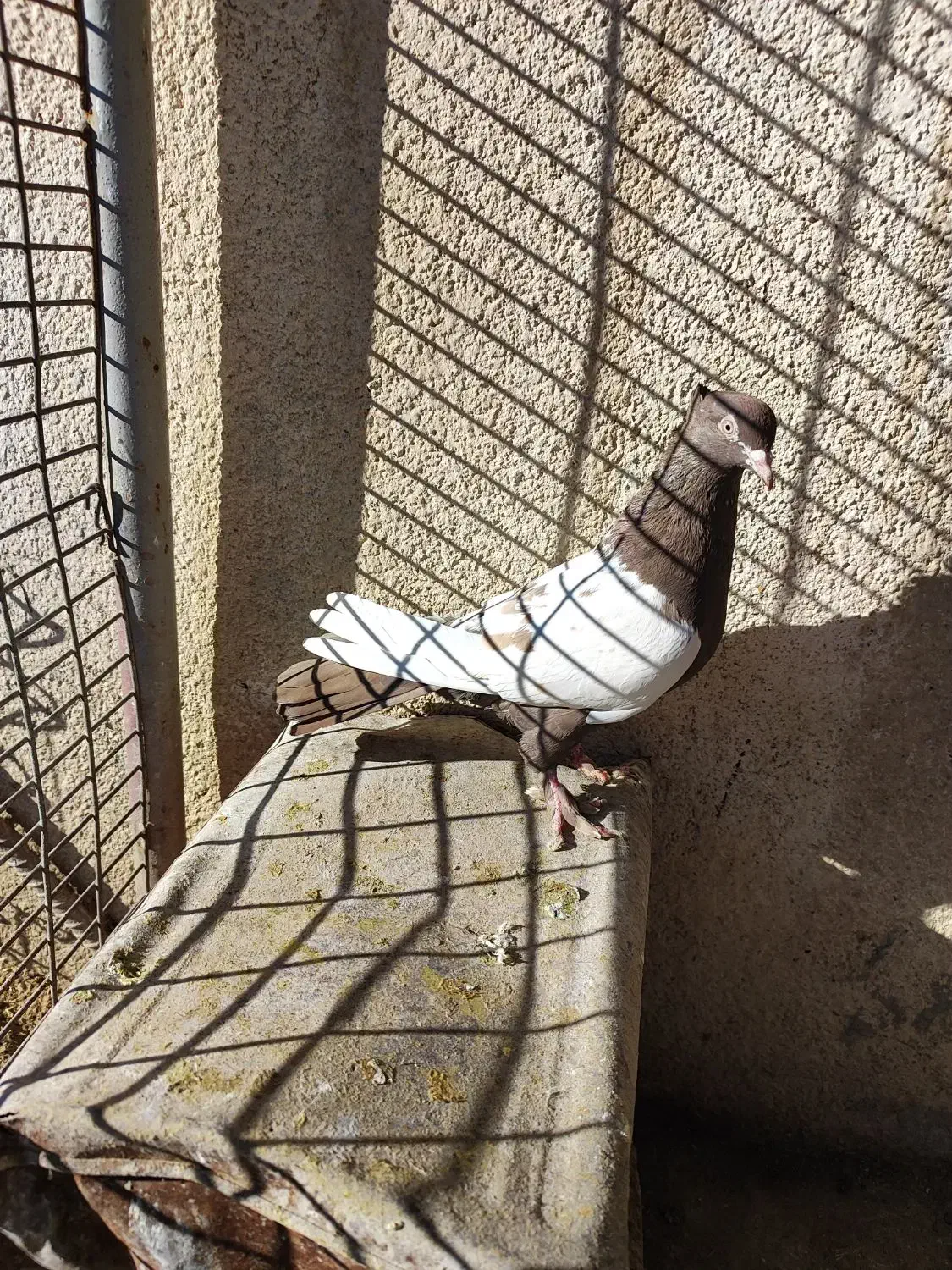 کفتر|پرنده|شیراز, گل سرخ|دیوار