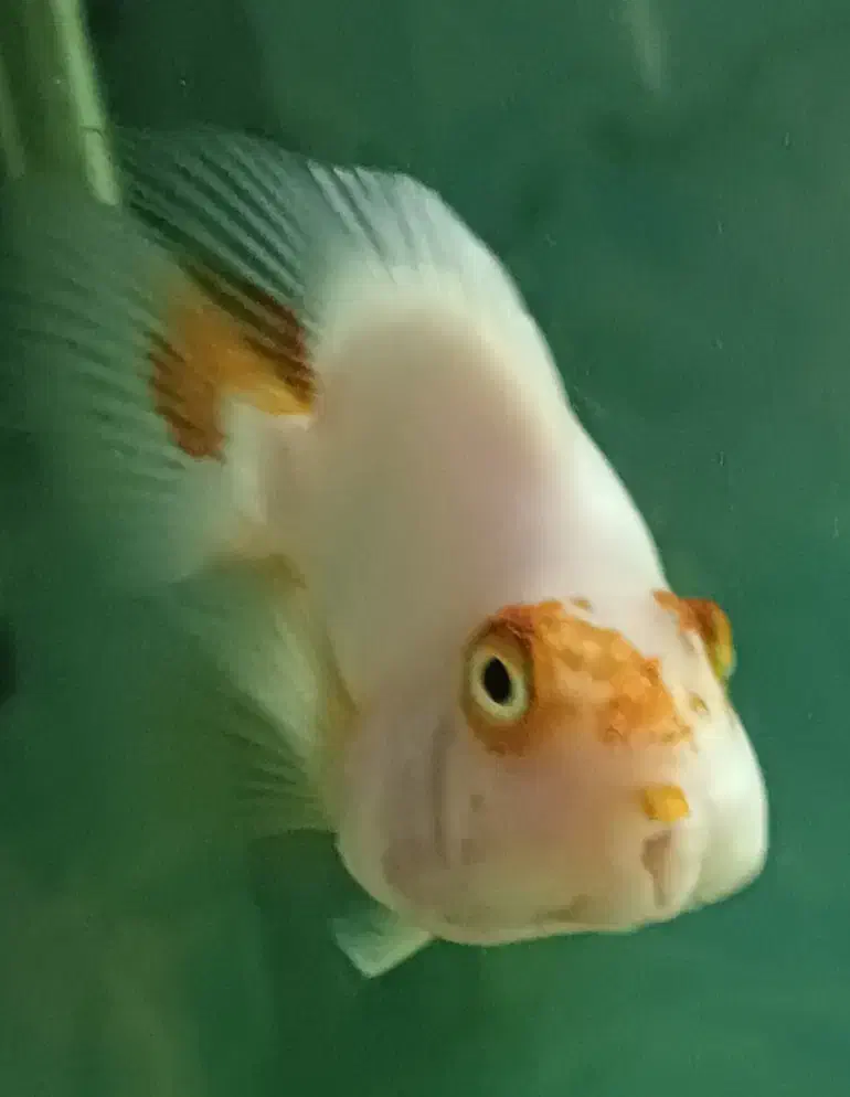 پرت کوهاکو|ماهی|شیراز, وصال|دیوار