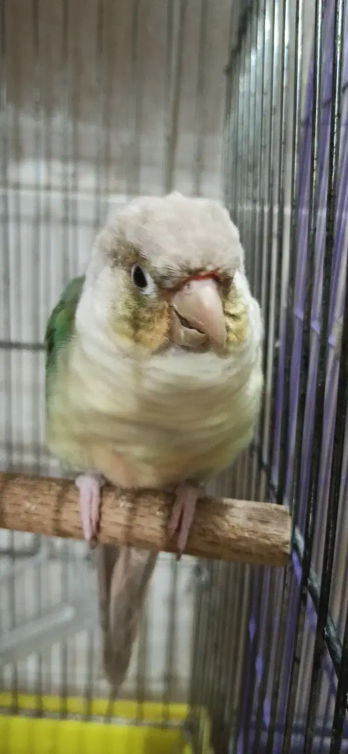 دو عدد گرینچیک|پرنده|بندرعباس, |دیوار