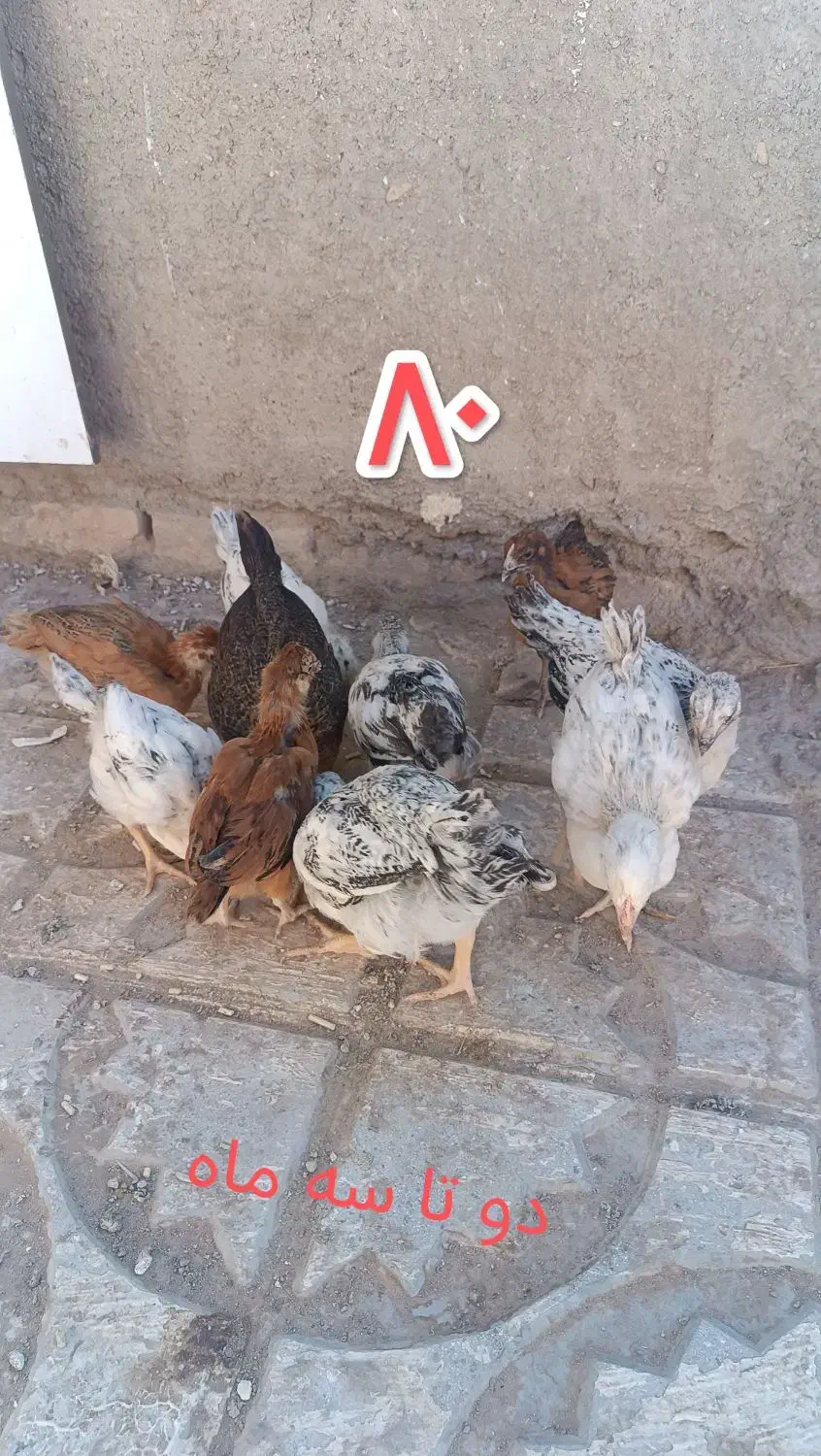 جوجه مرغ و خروس محلی|حیوانات مزرعه|سلامی, |دیوار