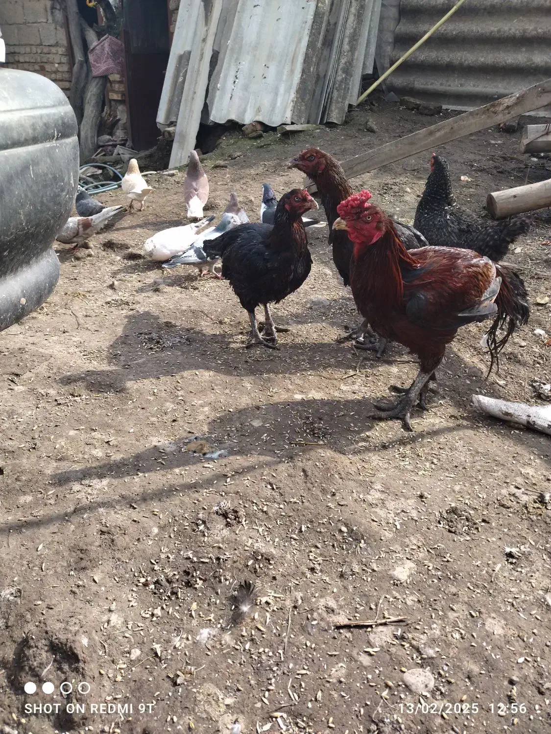 فروش مرغ و خروس لاری اصیل نژاد قصاب|حیوانات مزرعه|تاتار علیا, |دیوار