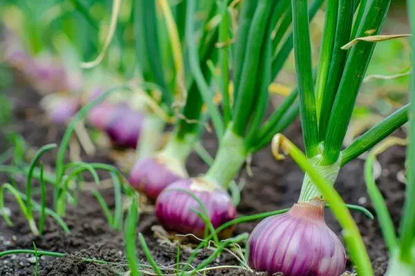 اجاره زمین کشاورزی برای کاشت پیاز|اجارهٔ دفتر صنعتی، کشاورزی، تجاری|محمدبار, |دیوار