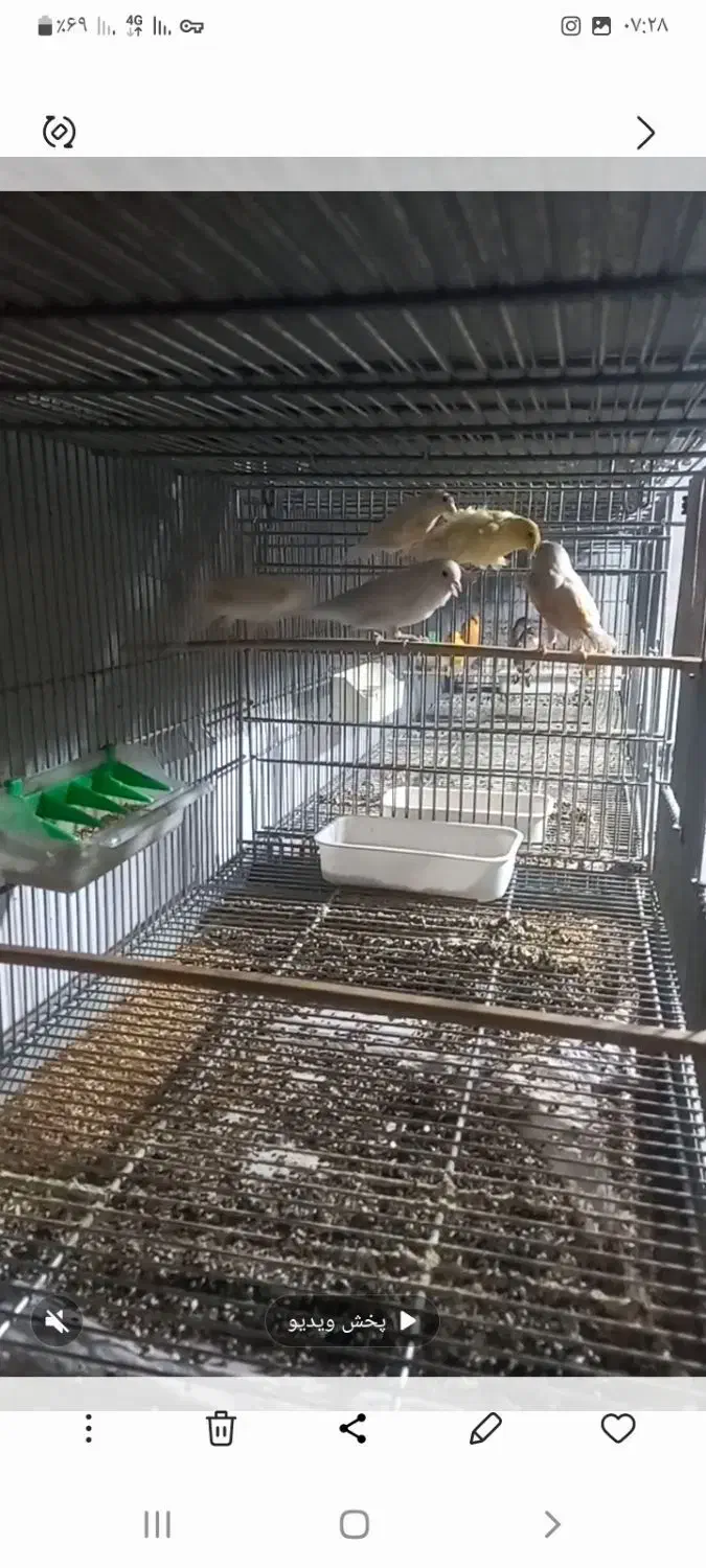 قناری‌.طوطی .مرغ عشق.فنچ|پرنده|قوچان, |دیوار