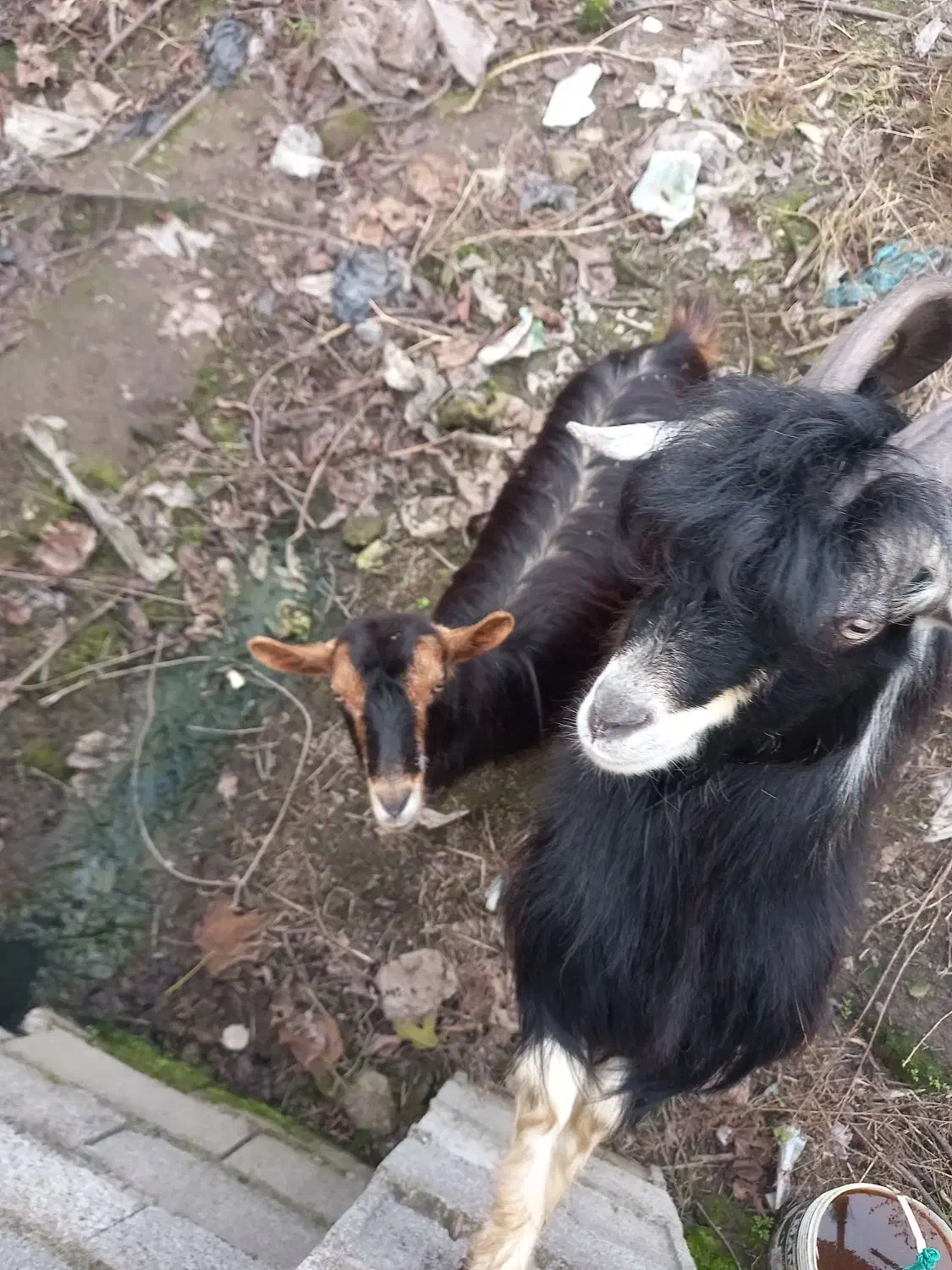 بز نرماده اهلی|حیوانات مزرعه|لولمان, |دیوار