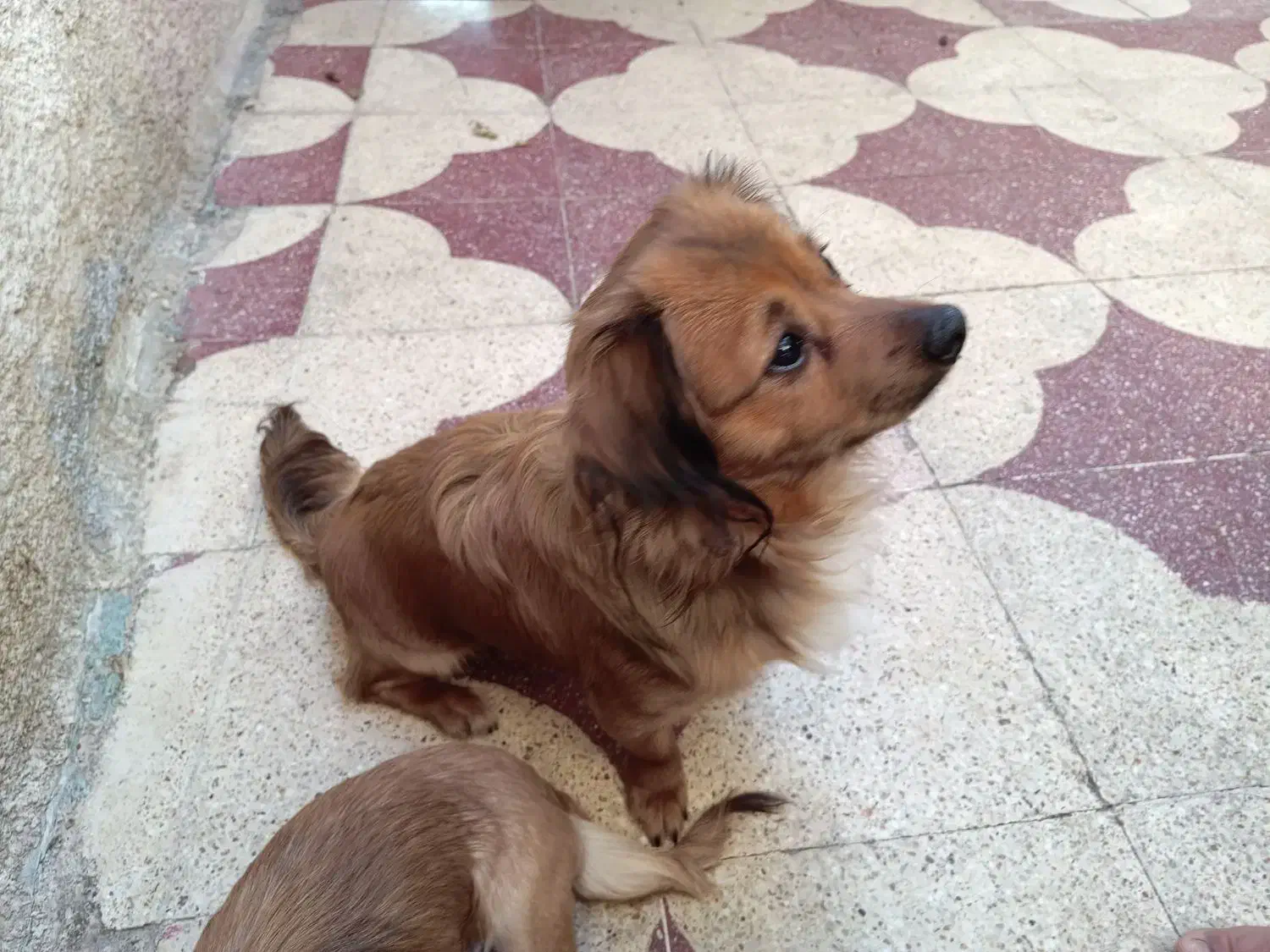 سگ قهوه ایی|سگ|شیراز, شهرک بهار|دیوار