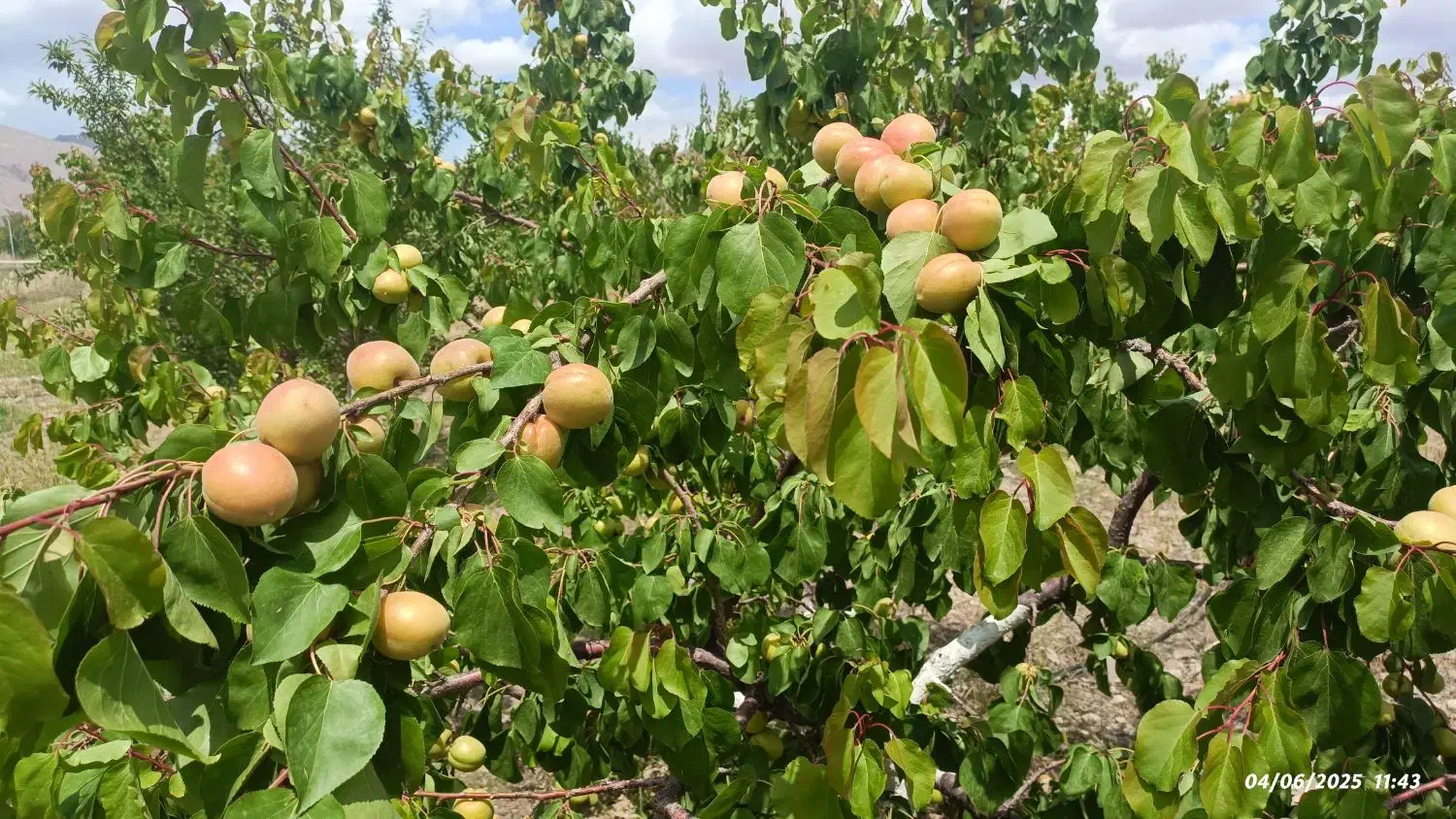 فروش ویژه باغ میوه در منطقه آزاد جلفا دشت گلفرج|فروش خانه و ویلا|جلفا, |دیوار