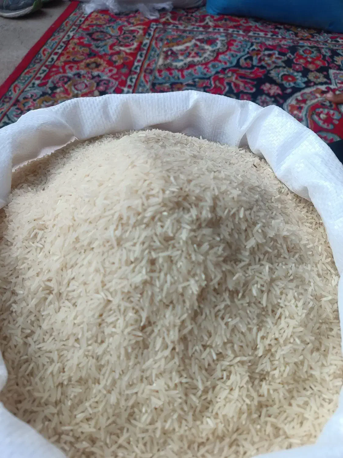 برنج فجر سوزنی ۹۰روز|عمدهفروشی|آق قلا, |دیوار