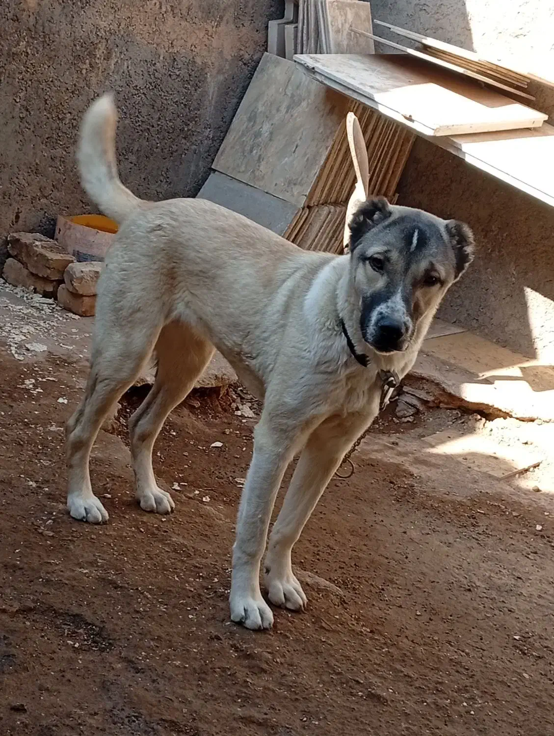 سگ ماده|سگ|بوئین زهرا, |دیوار