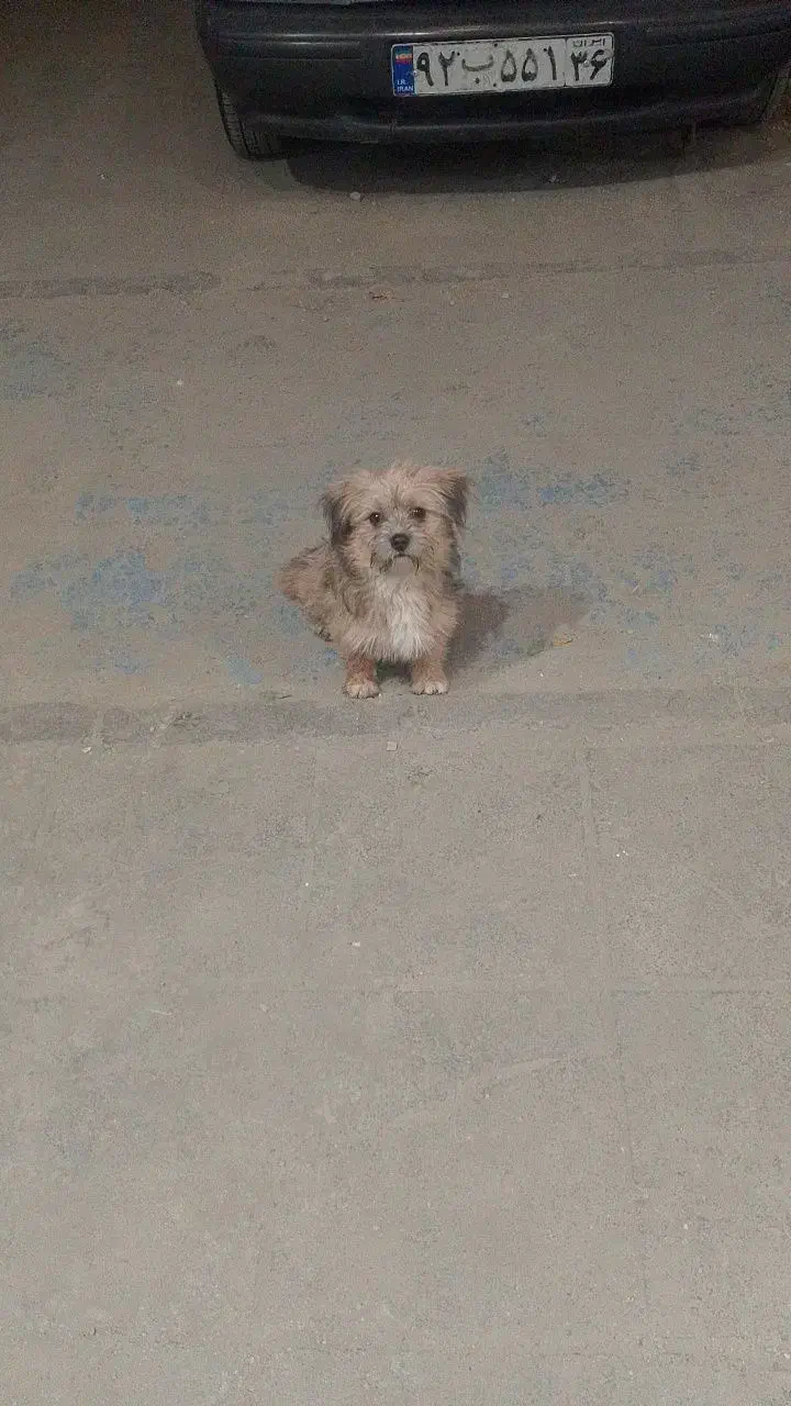 سگ گمشده|حیوانات|مشهد, دانشجو|دیوار