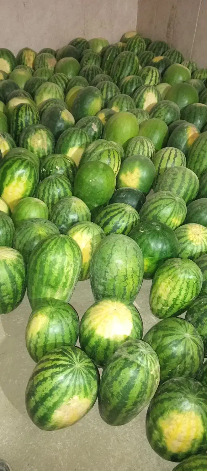 هندوانه|خوردنی و آشامیدنی|طاغنکوه, |دیوار