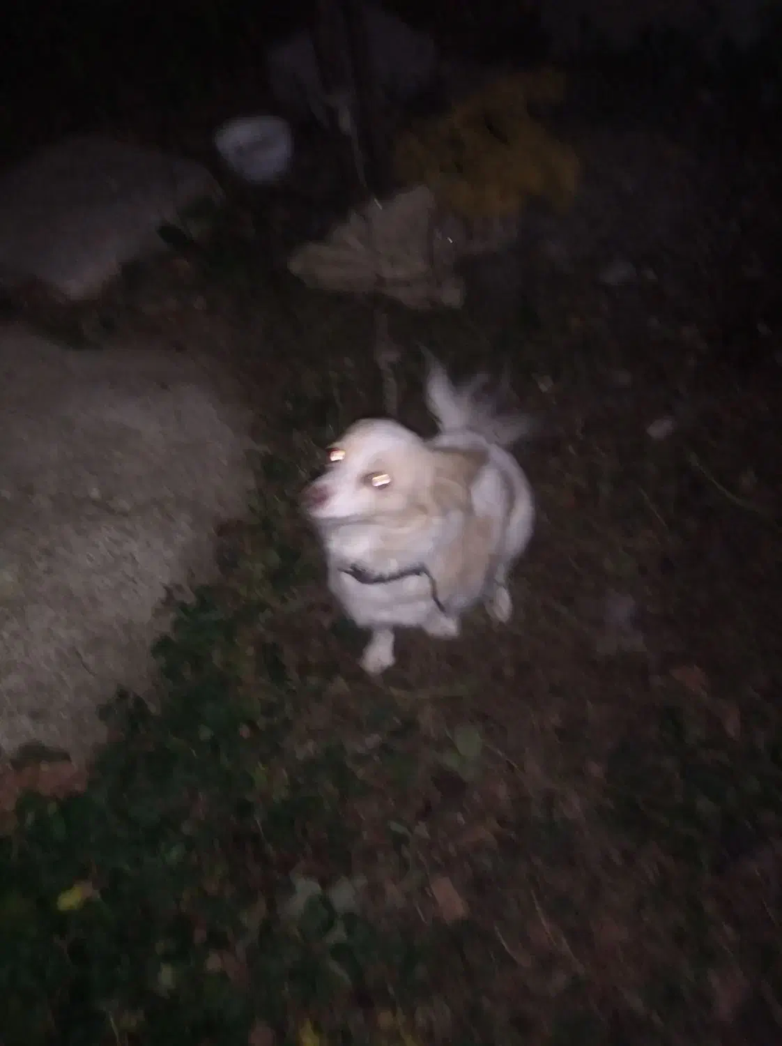 یک سگ پامرین روباهی|سگ|مشگین شهر, |دیوار