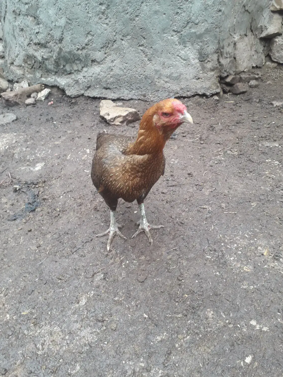 مرغلاری|حیوانات مزرعه|گرمخان, |دیوار