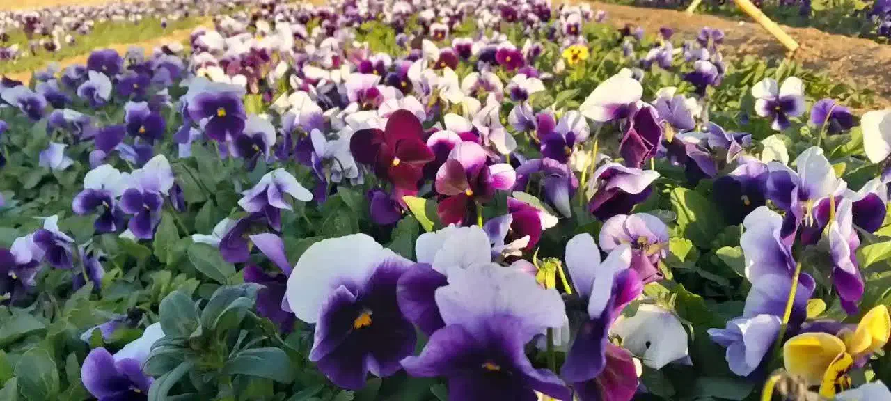 گل و گیاه فصلی|خدمات باغبانی و درختکاری|پاکدشت, پاکدشت (مامازند)|دیوار