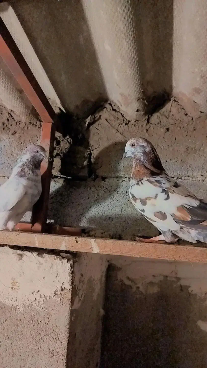 کفتر تهرانی|پرنده|خرم‌آباد (تنکابن), |دیوار