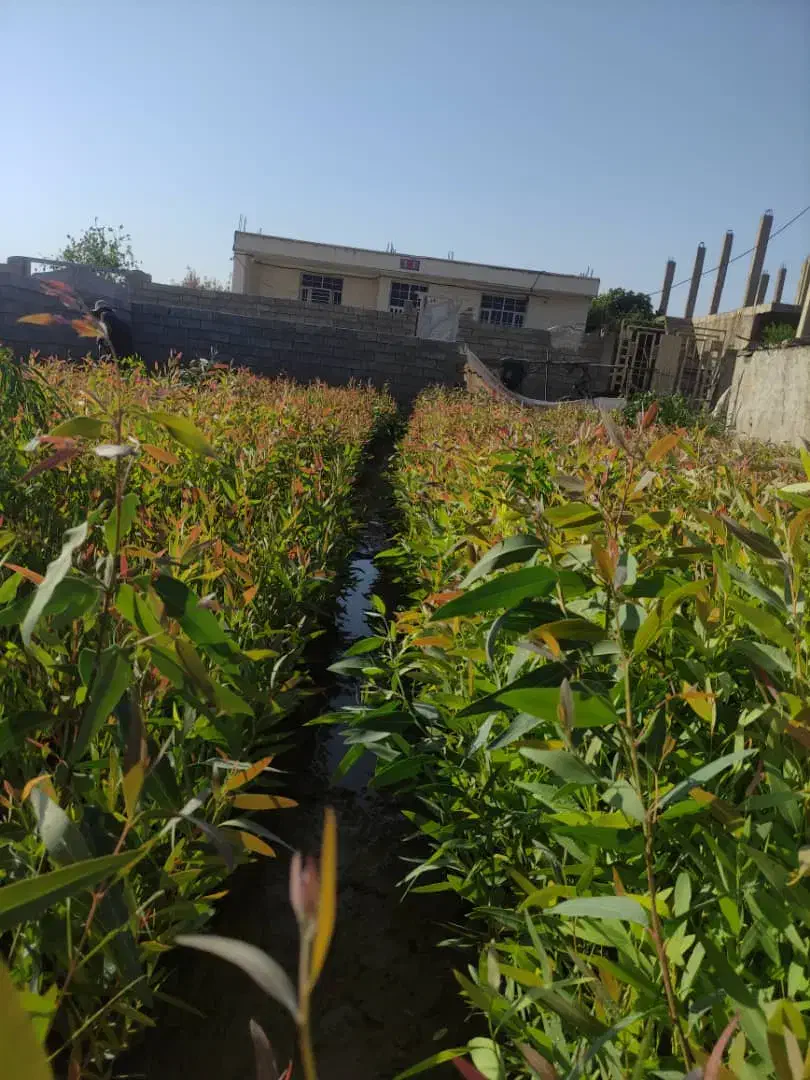 فروش عمده نهال اکالیپتوس|خدمات باغبانی و درختکاری|جهرم, |دیوار