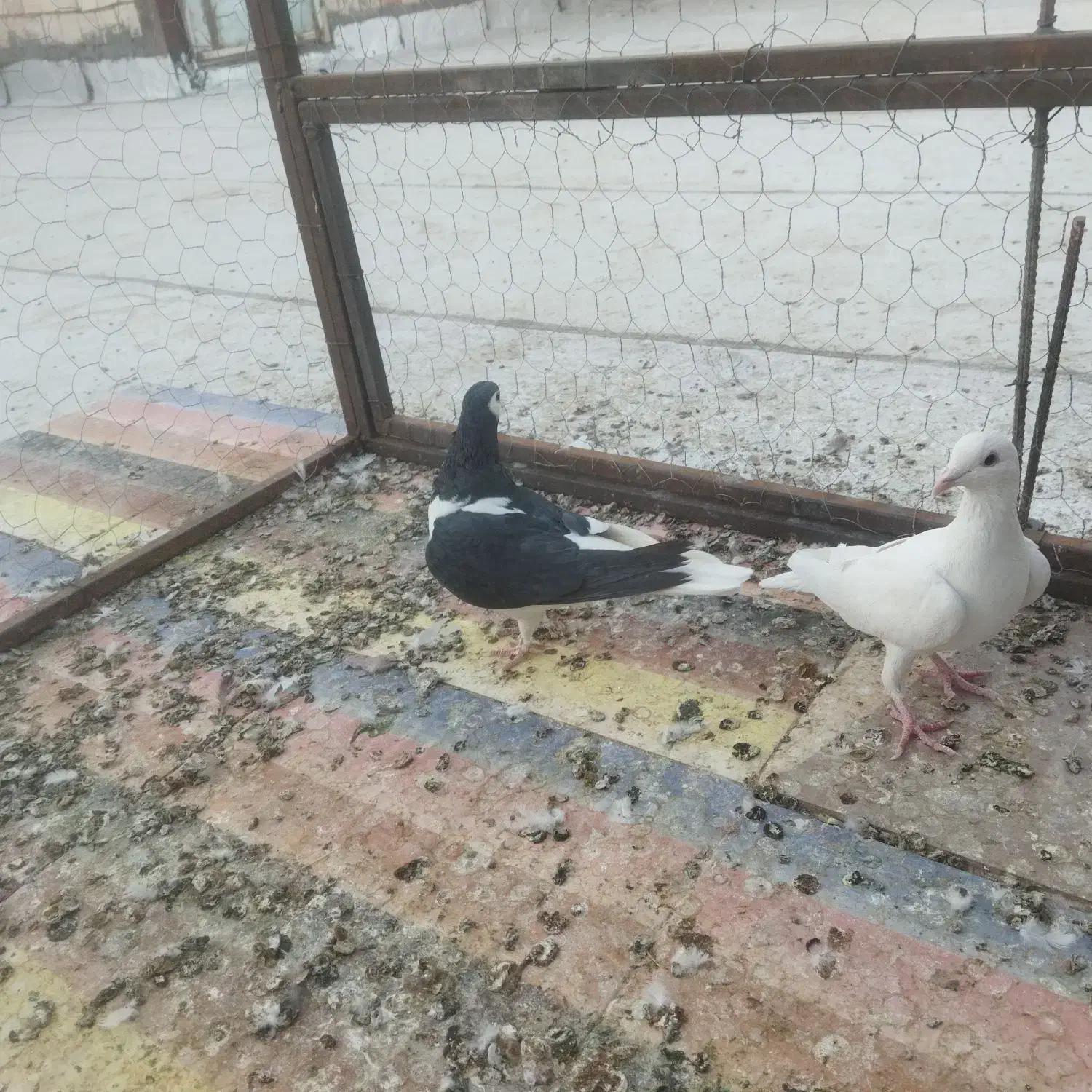 کبوتر فروشی|پرنده|خوسف, |دیوار