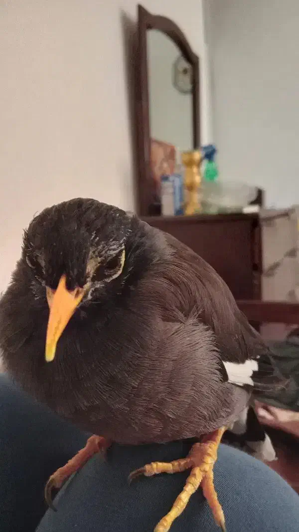 مرغ مینا|پرنده|کرمانشاه, |دیوار