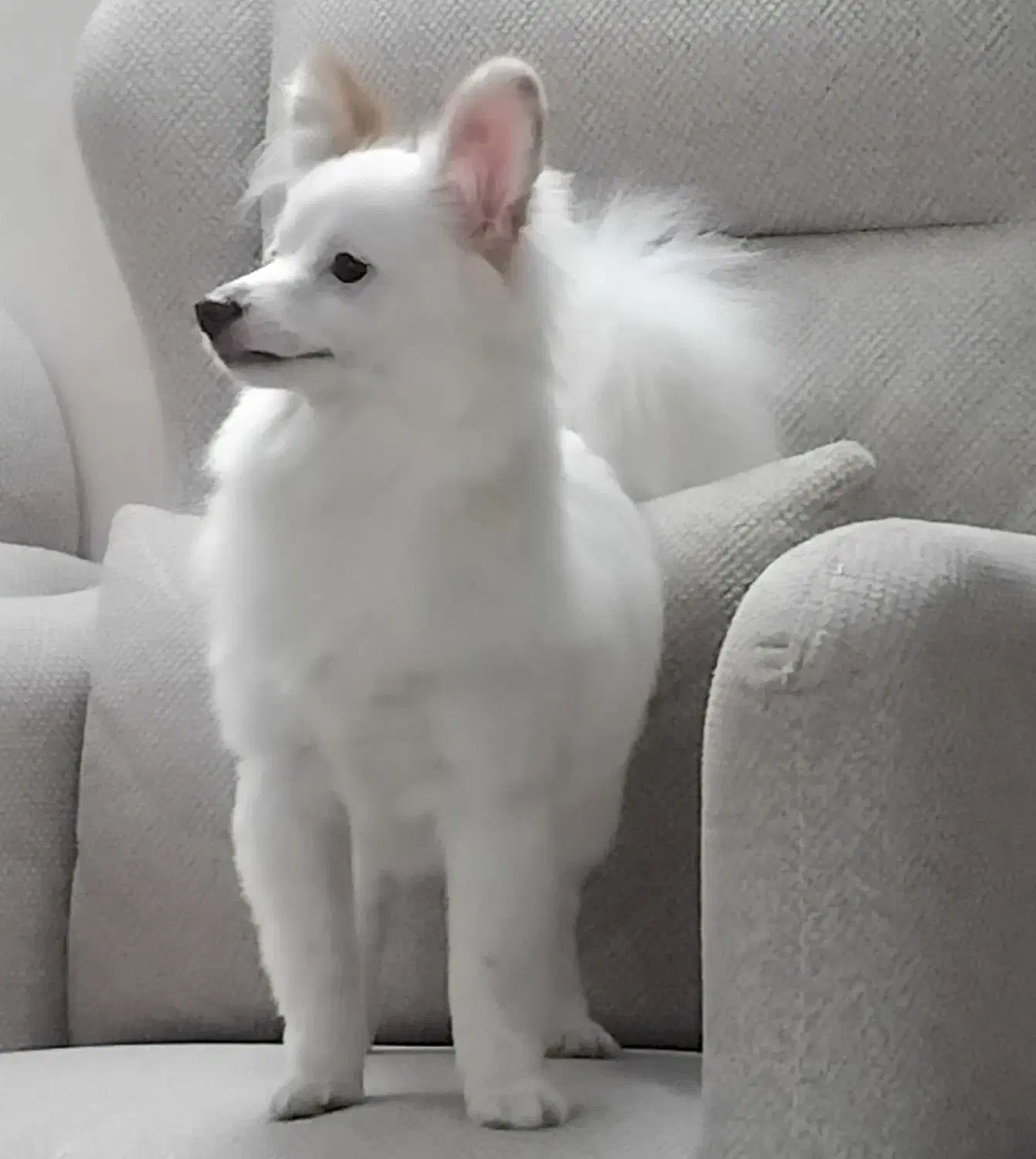 سگ پامرماده|سگ|رحیم‌آباد, |دیوار