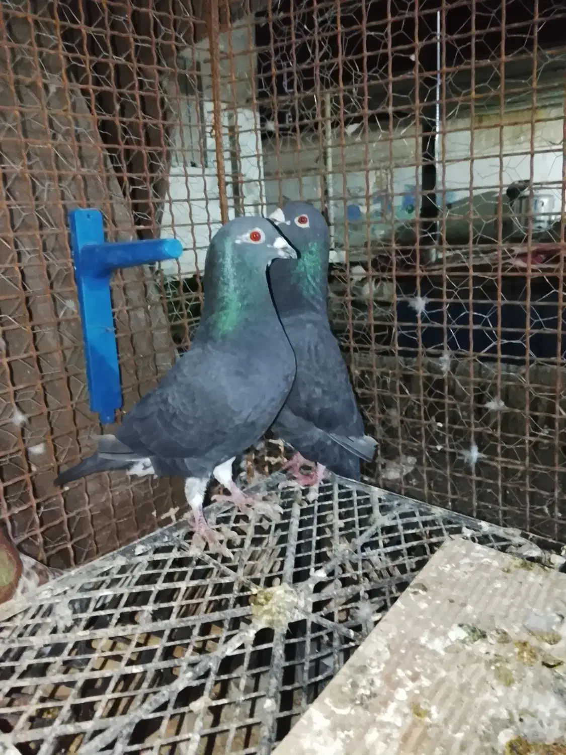 کبوتر|پرنده|ایرانشهر, |دیوار