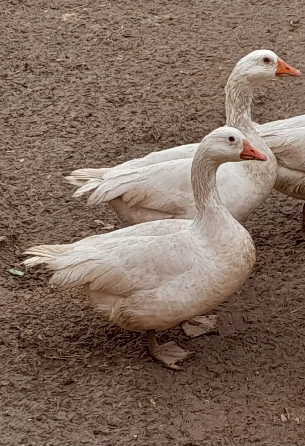 غاز محلی سفید|حیوانات مزرعه|اسفرورین, |دیوار