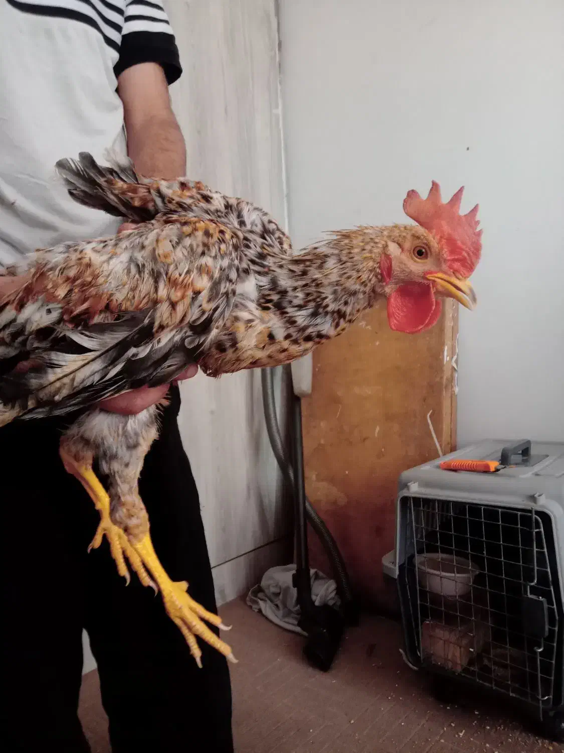 مرغ خروس|حیوانات مزرعه|هشتگرد, فاز ۷ مهستان|دیوار