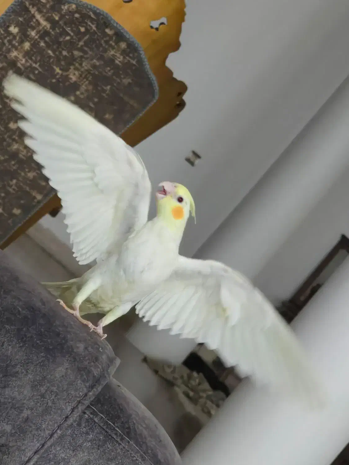 عروس هلندی دستی|پرنده|بافق, |دیوار