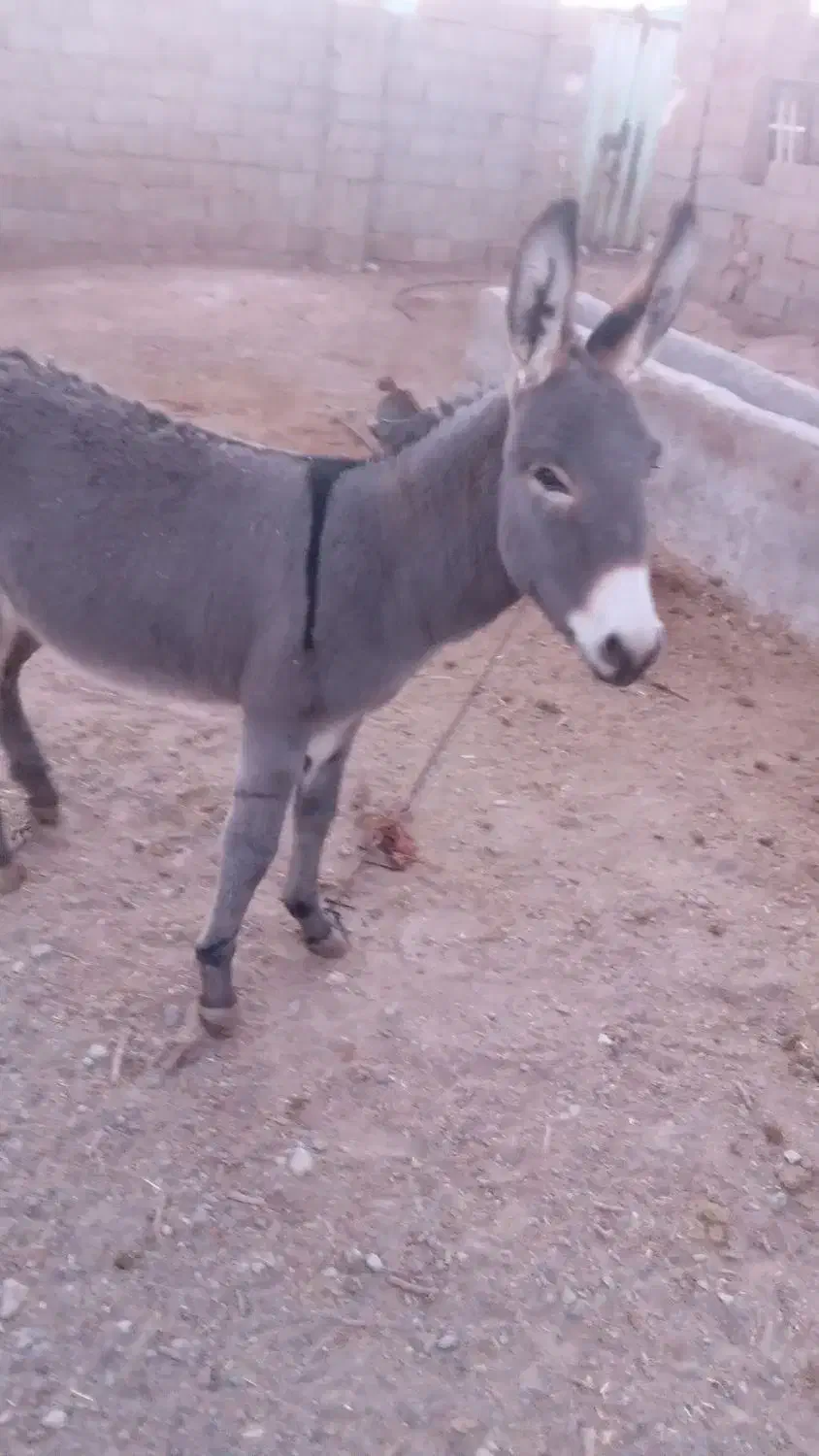 الاغ|حیوانات مزرعه|تربت جام, میان جام|دیوار