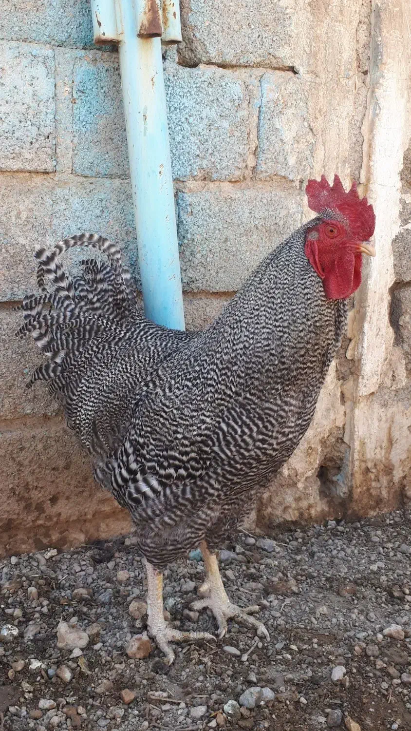 تخم نطفه دار نژاد پلیموت راک آمریکایی|حیوانات مزرعه|لنجان, |دیوار